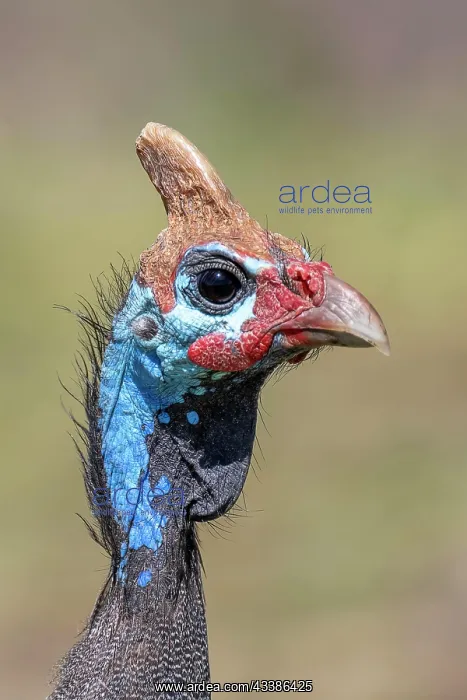 : Helmeted guineafowls (Numididae), animal portrait : Helmeted guineafowls (Numididae), animal portrait