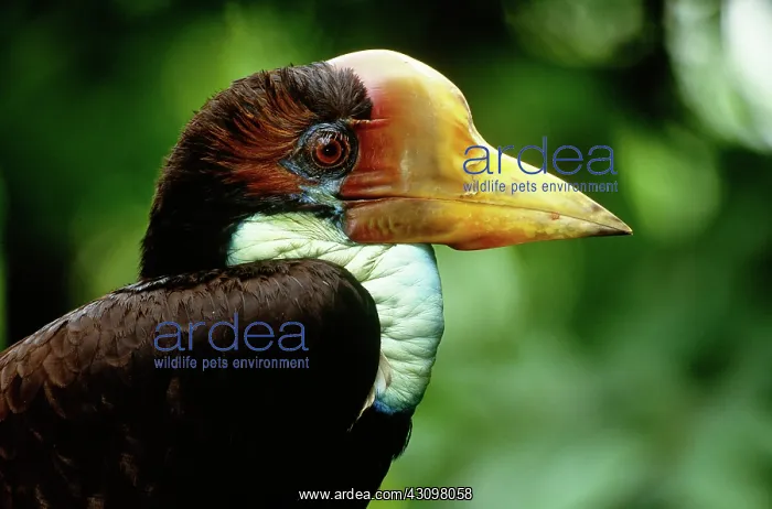 : Helmeted Hornbill : Helmeted Hornbill