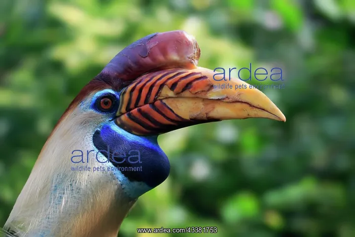 : Helmeted Hornbill (Rhyticeros cassidix), adult : Helmeted Hornbill (Rhyticeros cassidix), adult