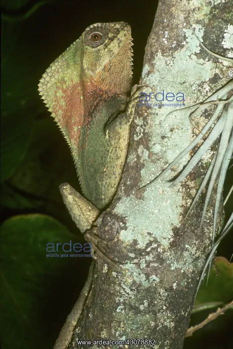 : Helmeted Iguana : Helmeted Iguana