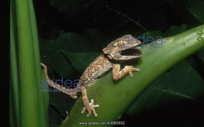 : Helmethead Gecko : Helmethead Gecko