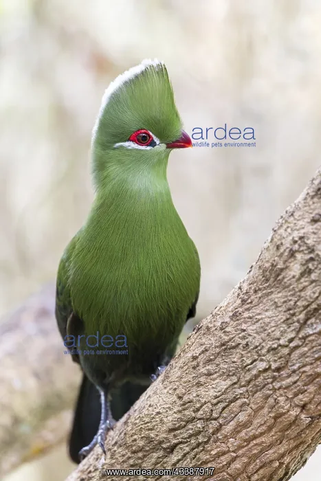 : Helmturako, (Tauraco corythaix), Garden Route National : Helmturako, (Tauraco corythaix), Garden Route National