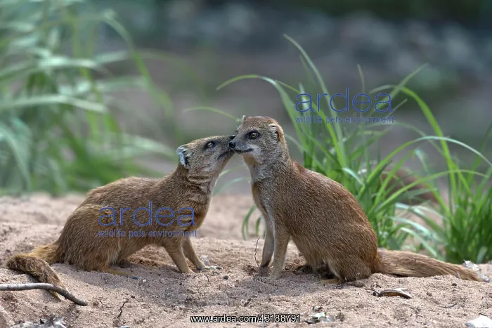 : Helogale (Helogale), pair of animals, Nuremberg : Helogale (Helogale), pair of animals, Nuremberg