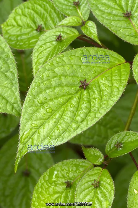  : Helwingia (Helwingia japonica)