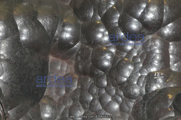 : Hematite specimen from Cumberland, England : Hematite specimen from Cumberland, England