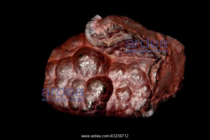 : hematite, botryoidal form, kidney ore, Cumberland, Engla : hematite, botryoidal form, kidney ore, Cumberland, Engla
