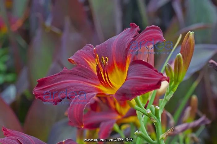 : Hemerocalle Chicago Apache in bloom in a garden : Hemerocalle Chicago Apache in bloom in a garden