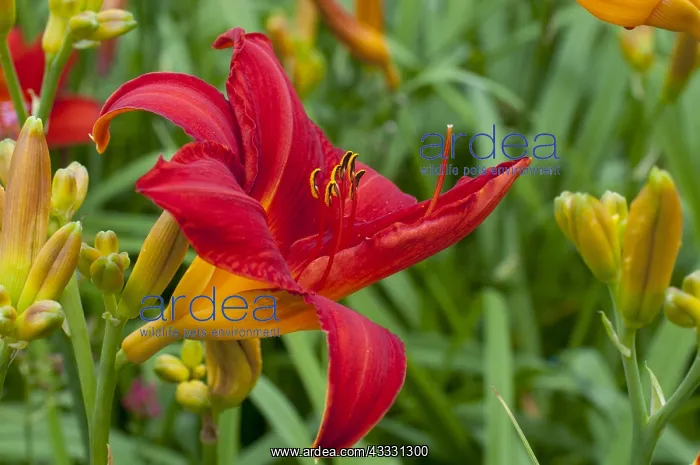  : Hemerocalle Chicago Fire in bloom in a garden