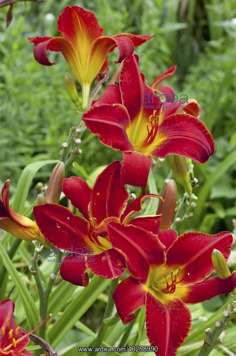 : Hemerocalle Chicago Firecracker in bloom in a : Hemerocalle Chicago Firecracker in bloom in a
