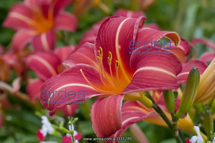: Hemerocalle Chicago Rosy in bloom in a garden : Hemerocalle Chicago Rosy in bloom in a garden