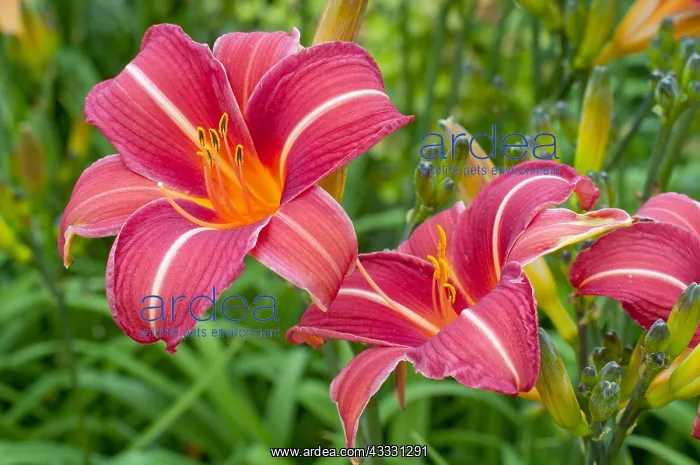: Hemerocalle Chicago Rosy in bloom in a garden : Hemerocalle Chicago Rosy in bloom in a garden
