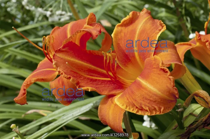 : Hemerocalle Estival in bloom in a garden : Hemerocalle Estival in bloom in a garden