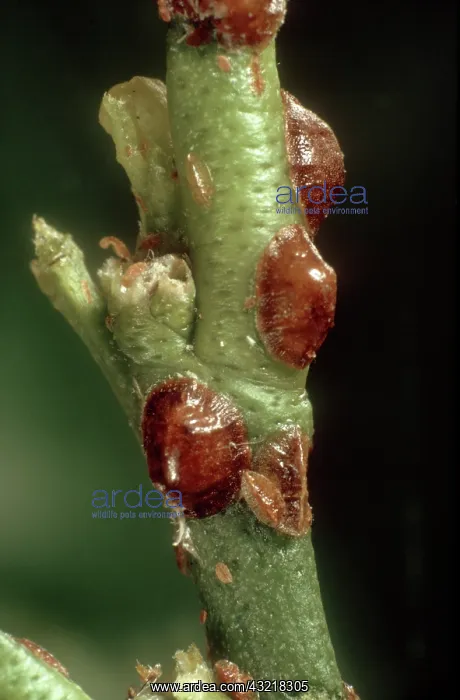 : Hemispherical scale insect : Hemispherical scale insect