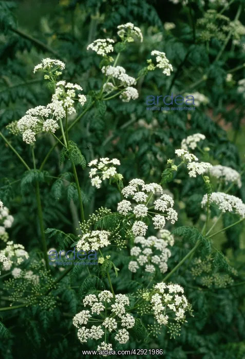  : HEMLOCK (Conium maculatum)