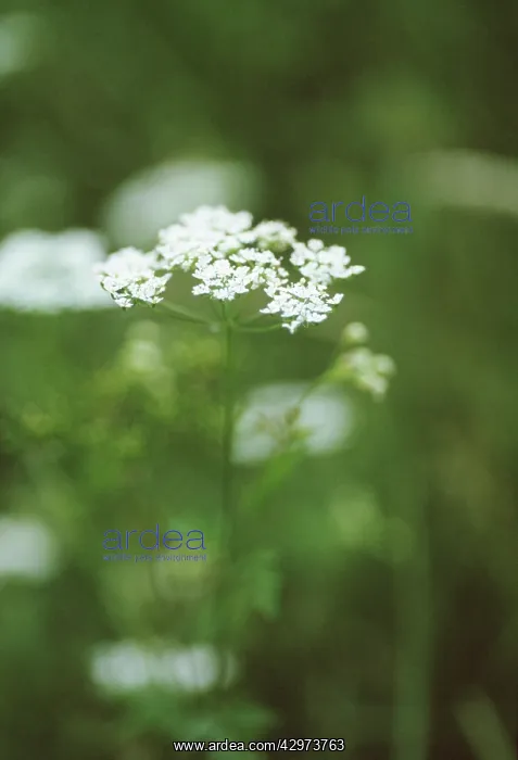 : Hemlock, Conium maculatum : Hemlock, Conium maculatum