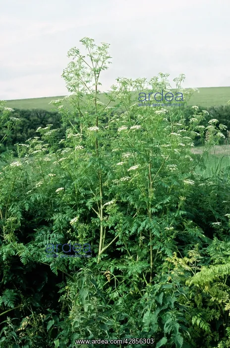 : HEMLOCK / Poison hemlock : HEMLOCK / Poison hemlock