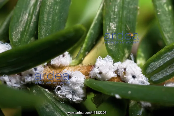: Hemlock Woolly Adelgids : Hemlock Woolly Adelgids