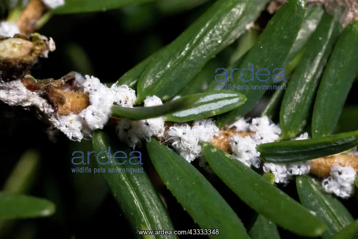 : Hemlock Woolly Adelgids : Hemlock Woolly Adelgids