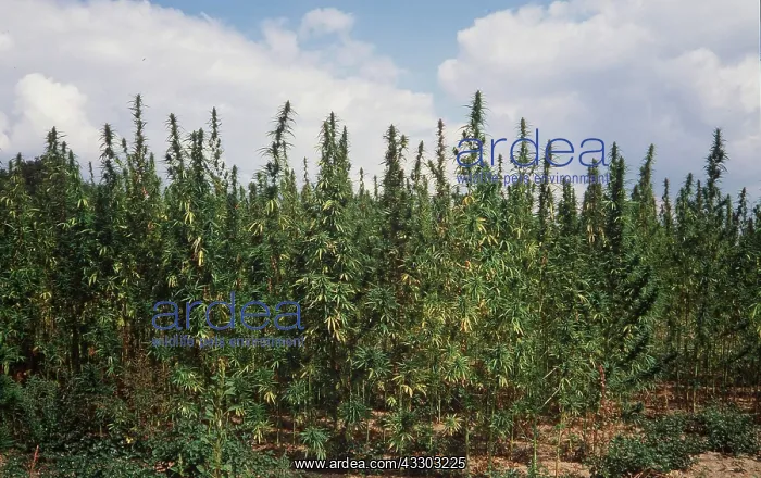 : HEMP : HEMP