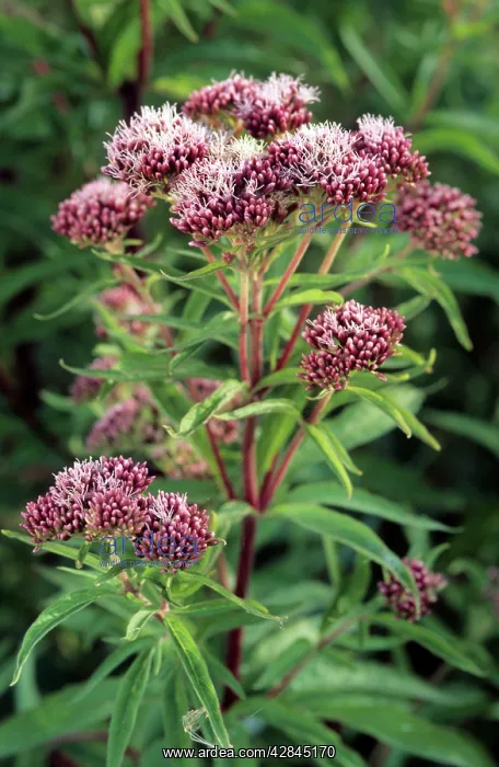 : Hemp Agrimony : Hemp Agrimony