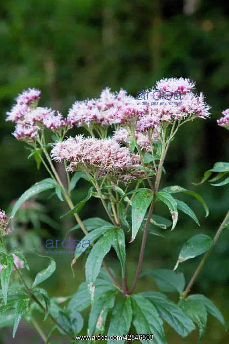 : Hemp Agrimony : Hemp Agrimony