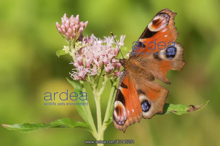 : Hemp-agrimony : Hemp-agrimony