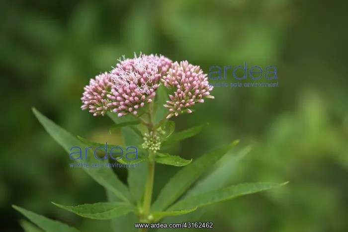 : Hemp-agrimony : Hemp-agrimony