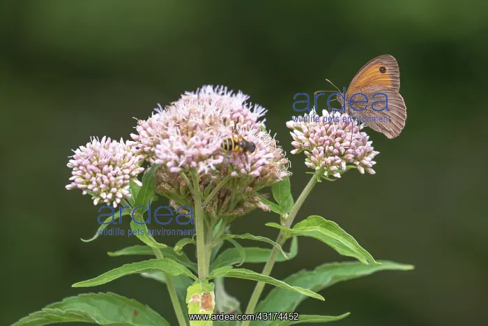 : Hemp-agrimony : Hemp-agrimony