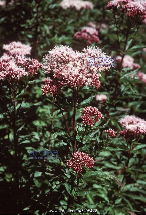 : HEMP AGRIMONY : HEMP AGRIMONY