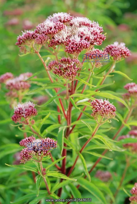 : Hemp Agrimony Flowers : Hemp Agrimony Flowers