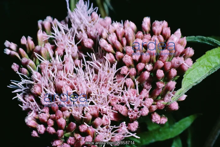 : HEMP AGRIMONY FLOWERS : HEMP AGRIMONY FLOWERS
