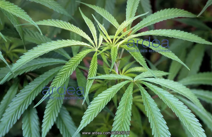 : Hemp Cannabis : Hemp Cannabis