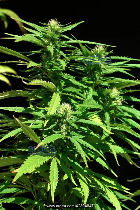 : Hemp - female plant in flower : Hemp - female plant in flower