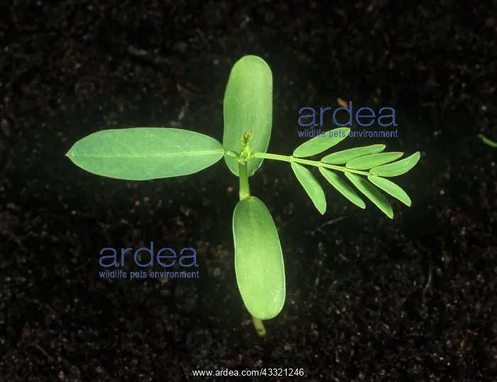 : Hemp sesbania seedling : Hemp sesbania seedling