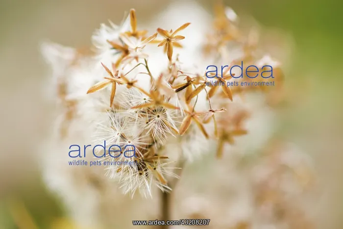 : Hempagrimony : Hempagrimony