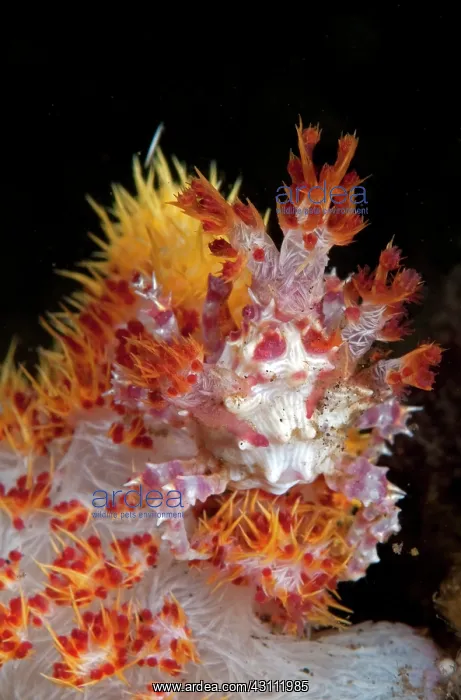 : Hemprich's soft coral : Hemprich's soft coral