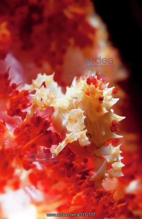 : Hemprich's soft coral : Hemprich's soft coral