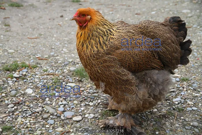 : Hen Bramha : Hen Bramha
