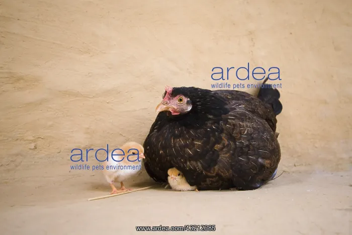 : Hen and chick lying against a wall Terai Nepal : Hen and chick lying against a wall Terai Nepal