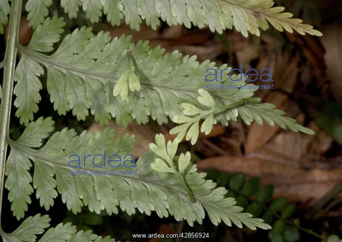 : Hen and chickens fern, showing viviparous production : Hen and chickens fern, showing viviparous production