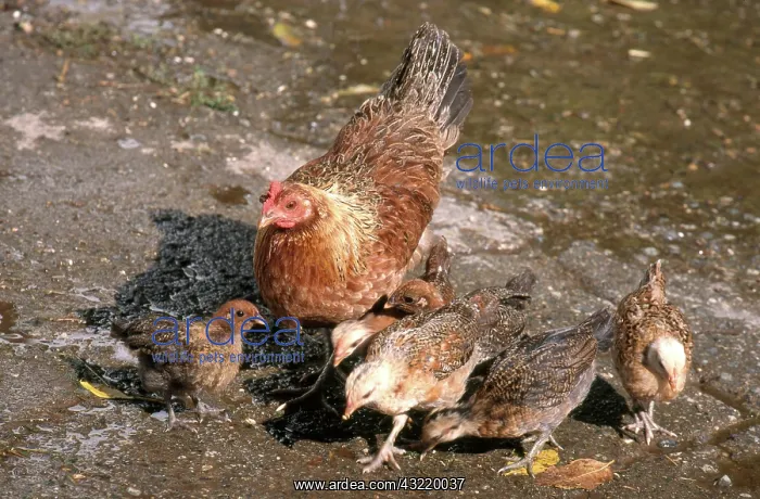 : Hen with Chicks : Hen with Chicks