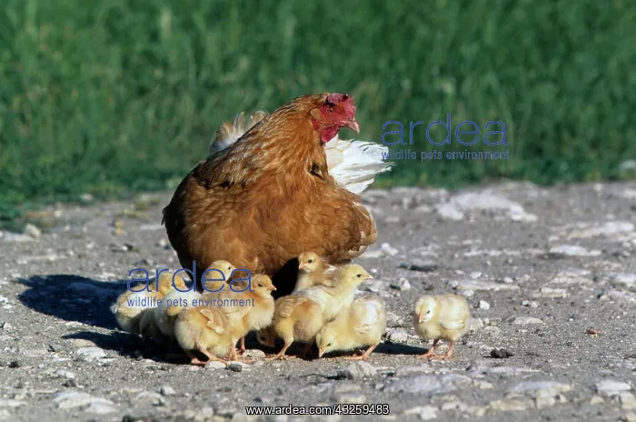 : Hen and her chicks in a farm : Hen and her chicks in a farm