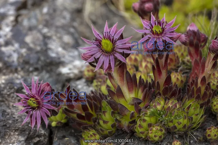 : Hen and Chicks, Mountain Houseleek, Sempervivum montanum : Hen and Chicks, Mountain Houseleek, Sempervivum montanum