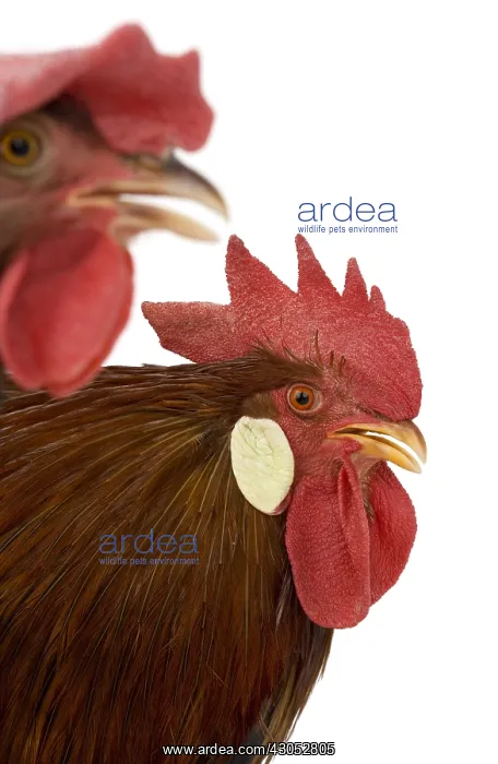 : Hen and cock Leghorn Bantam breed : Hen and cock Leghorn Bantam breed