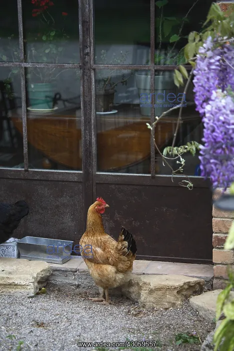 : Hen in front of a door of home : Hen in front of a door of home