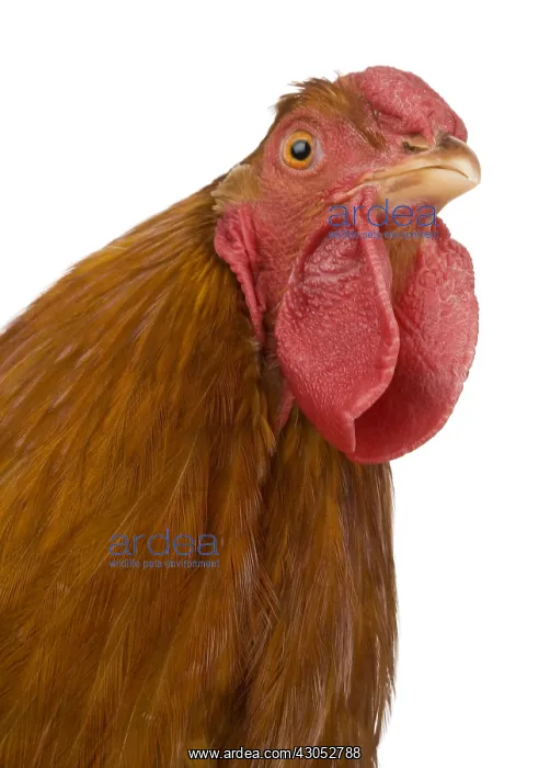 : Hen Dresden breed golden brown : Hen Dresden breed golden brown