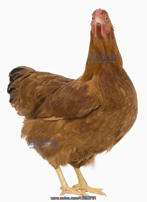 : Hen Dresden breed golden brown : Hen Dresden breed golden brown
