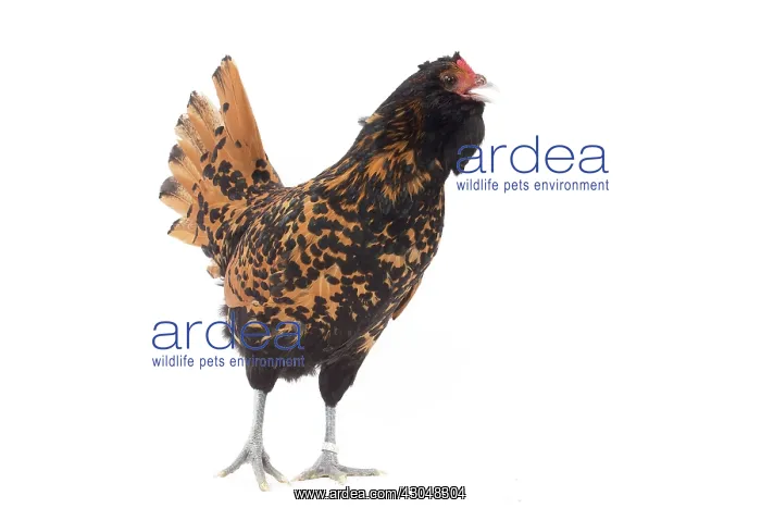  : Hen Dutch Barbu Pailletie