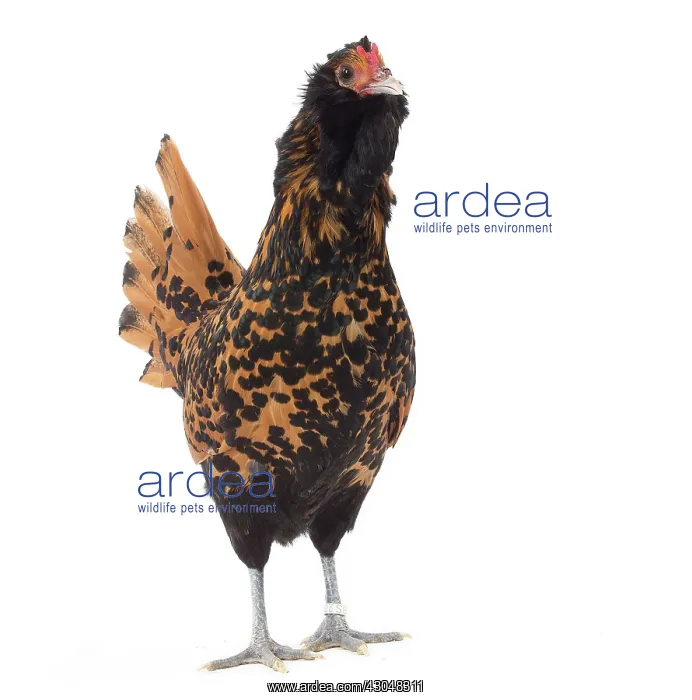  : Hen Dutch Barbu Pailletie