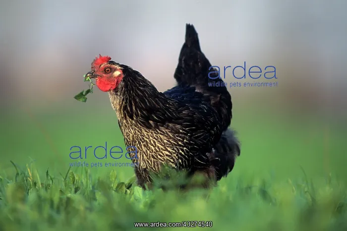 : Hen eating clovers : Hen eating clovers